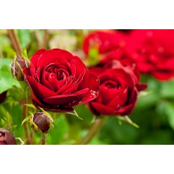 Rose Petals Tea Herba Organica