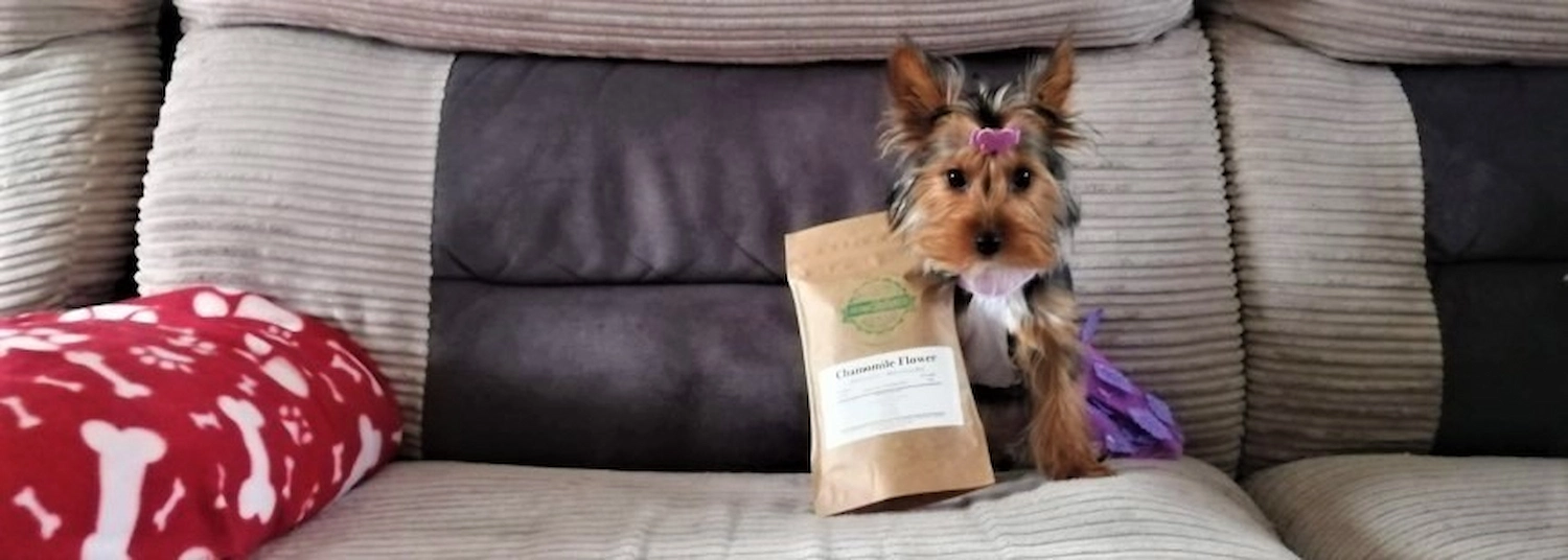 Dog relaxing on a couch surrounded by Herba Organica herbs for pets