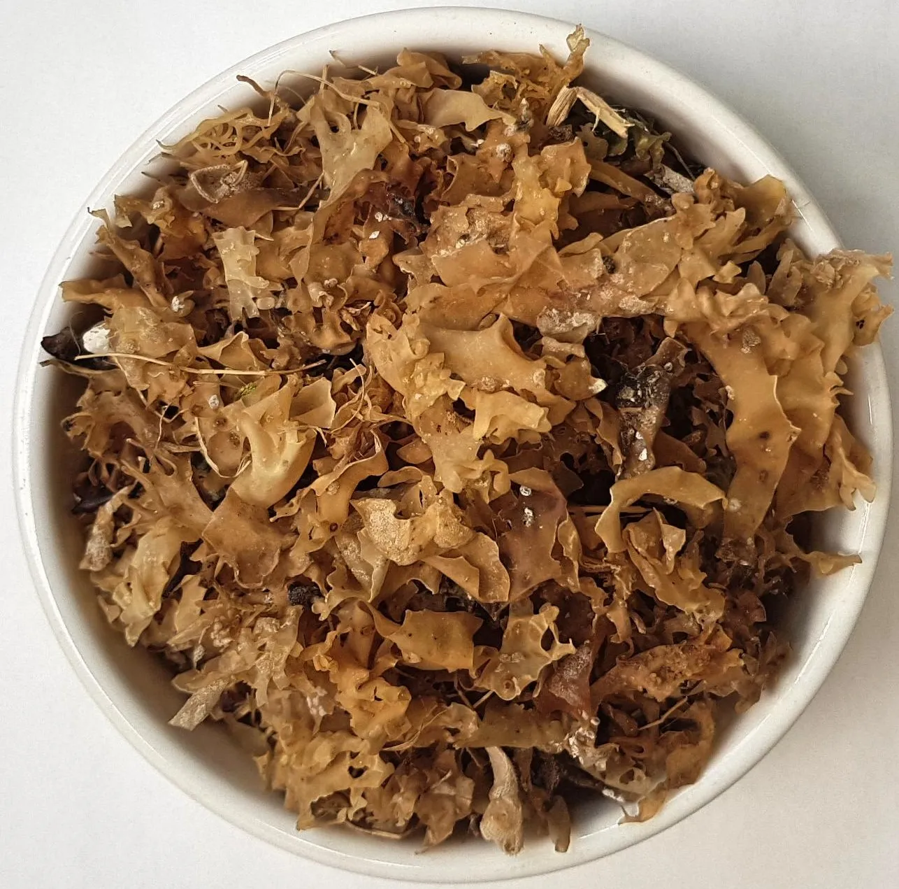 Herba Organica Irish Moss product dried Chondrus crispus L